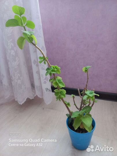 Продам цветы комнатные