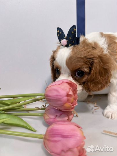 Щеночки, Кавалер Кинг Чарльз Спаниель