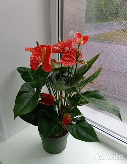 Комнатные цветы