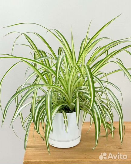 Хлорофитум