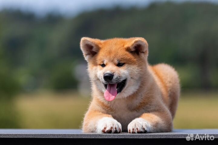 Супер красивые малыши Акита Ину