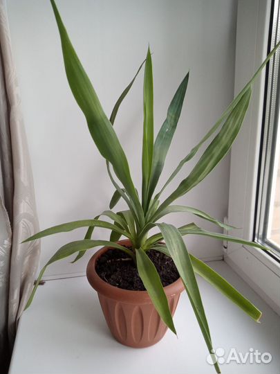 Пальма юкка