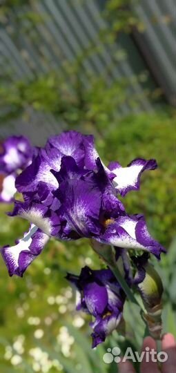 Сортовой ирис