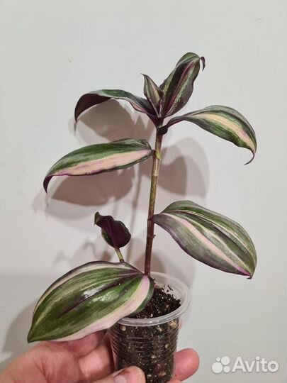 Комнатные цветы. Традесканция, фикус