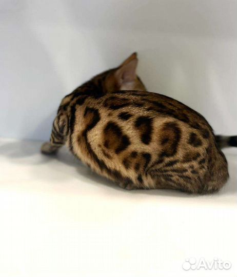 Бенгальские котята девочки Леопард