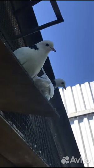 Продажа голубей