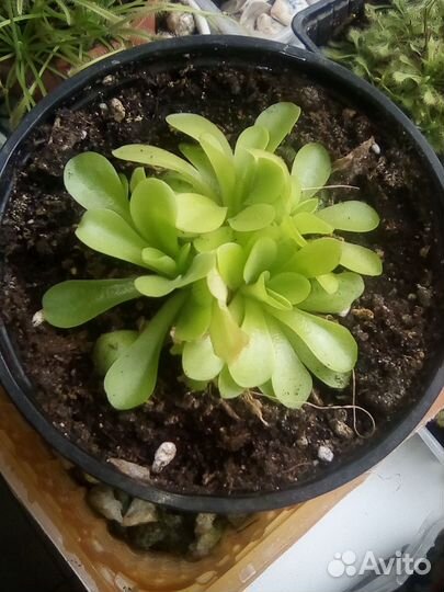 Жирянка Тина и росянка Круглолистая