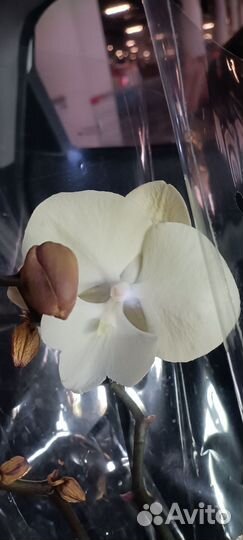 Орхидея фаленопсис лимонела