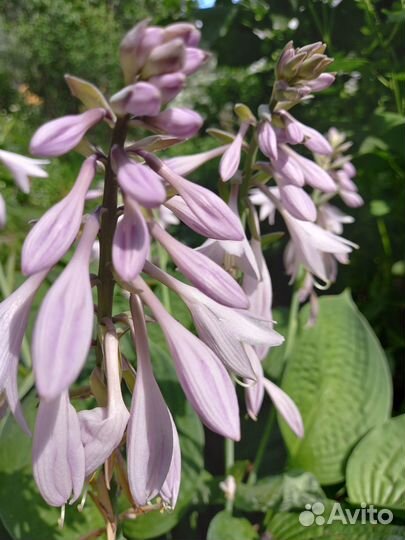 Ирис бородатый , лобазник(таволга), хризантема