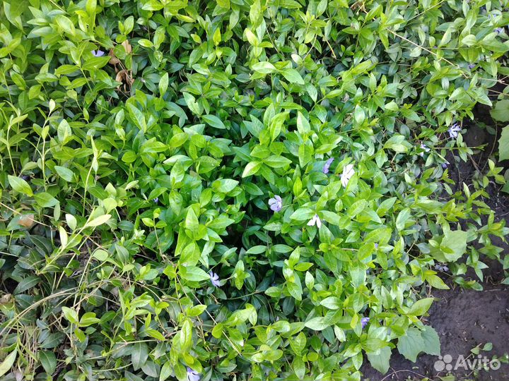 Барвинок, очиток 2 вида, высокая сентябрина