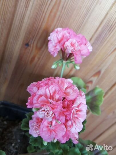 Пеларгония зональная Passat