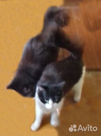 Котята в добрые руки бесплатно