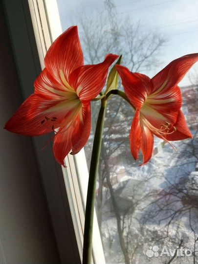 Детки гиппеаструма