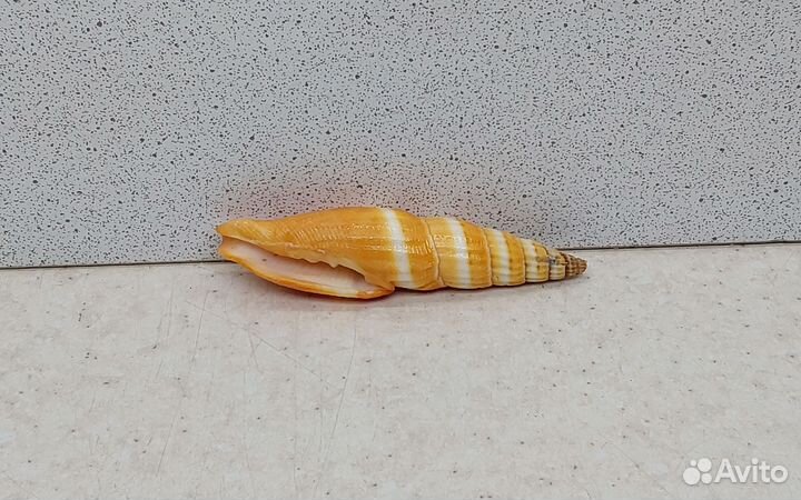Митра Аллая 6,9 морская ракушка раковина