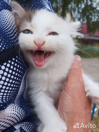 Кошка в дар бесплатно