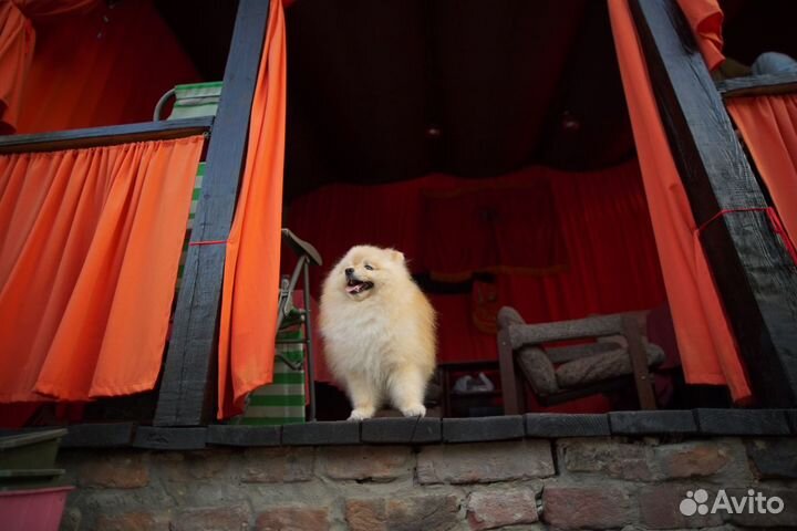 Шпиц, кобель для вязки