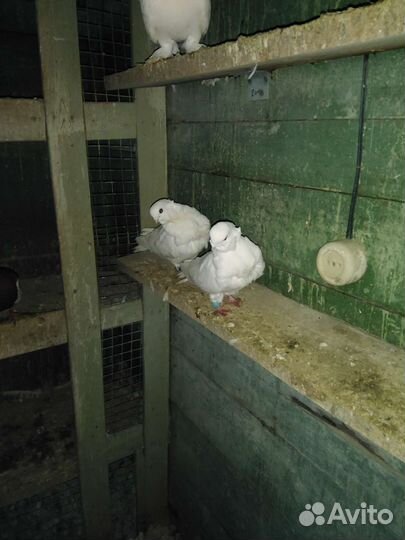 Голуби турмана