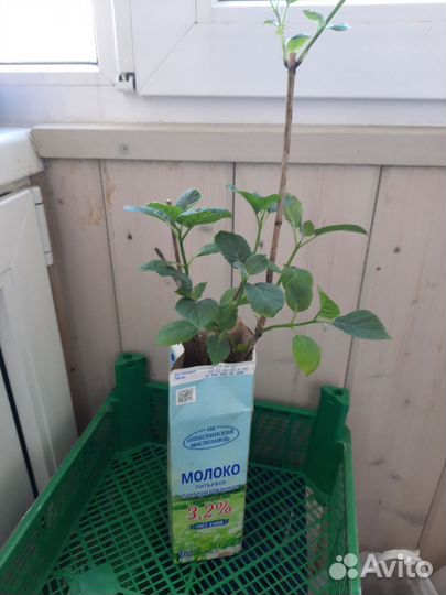 Гортензия древовидная белая Анабель