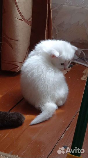 Шотландский котик