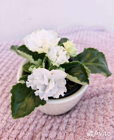 Фиалка с белыми, махровыми цветами. Продаю листы