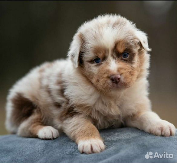 Австралийская овчарка щенки