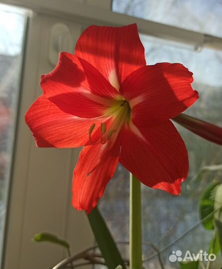 Цветы комнатные