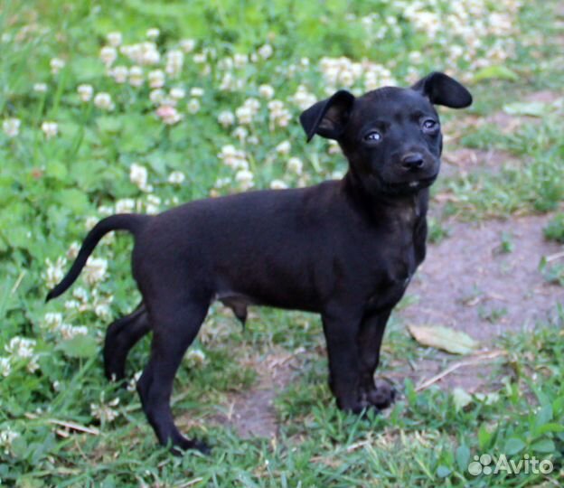 Щенки маленькой породы тойтерьер