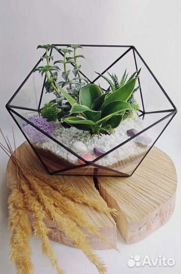 Флорариум с суккулентами Икосаэдр