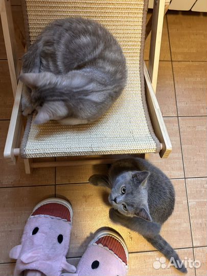 Британский котенок девочка 4мес