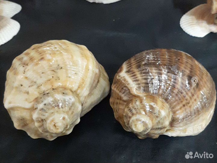 Сувениры из Ракушки