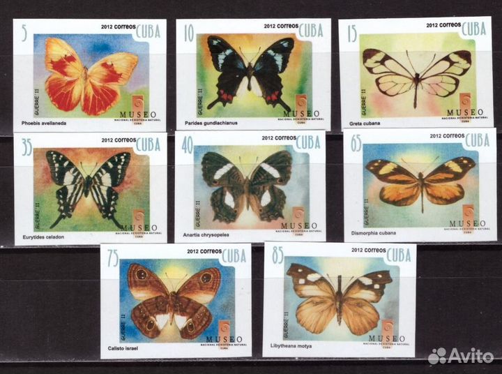 Куба, 2012. Бабочки (бз)