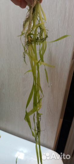 Растения в аквариум