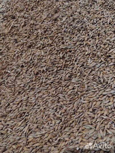 Зерно пшеницы