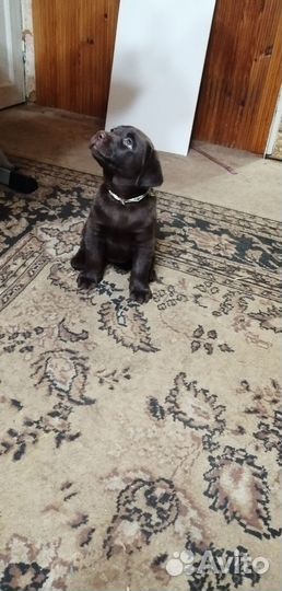 Щенки лабрадора шоколадные мальчики и девочки