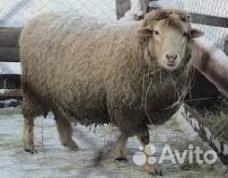 Баран на племя
