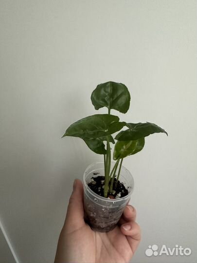 Сингониум кристмас