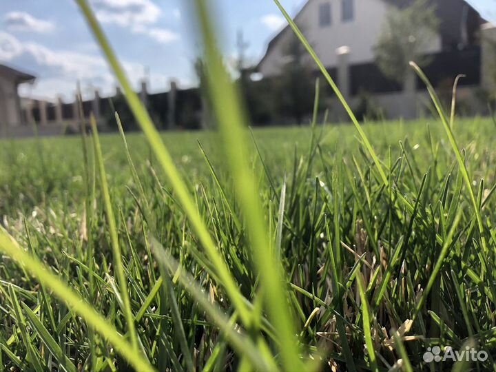 Гидропосев газона.Жидкий газон. Семена газонных тр