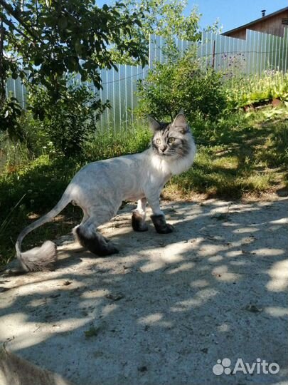 Стрижка кошек и собак на дому сегодня