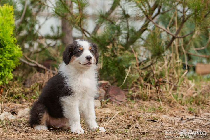 Австралийская овчарка (щенок)