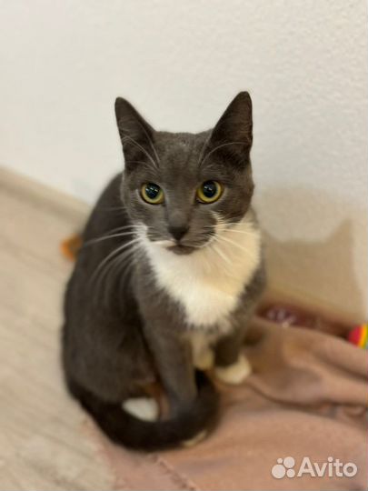 Кошка ласкушка