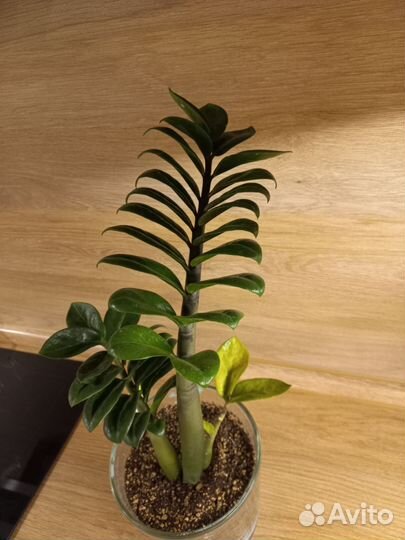 Замиокулькас зензи