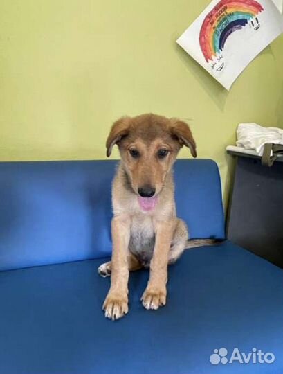 Добрый щенок Бруно в добрые руки