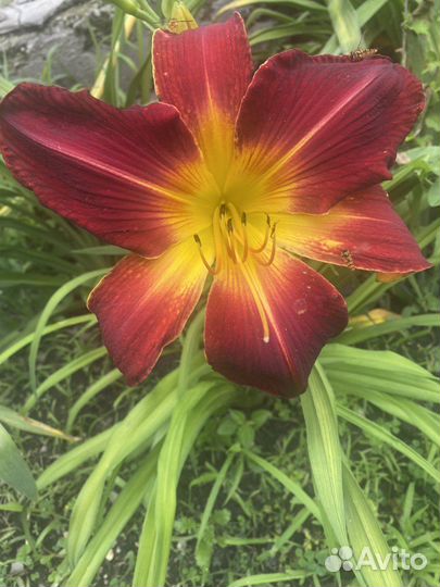 Лилейники сортовые