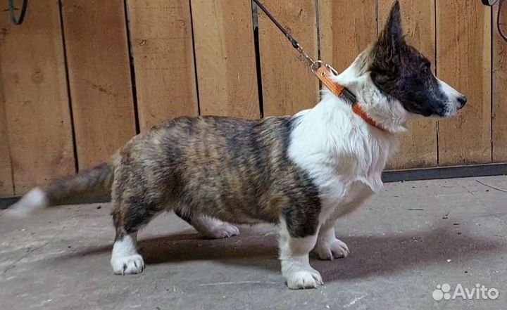 Щенок корги