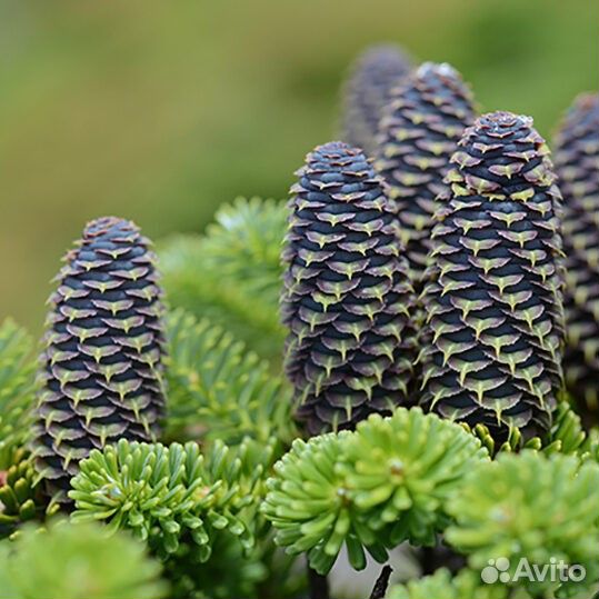 Пихты различных и редких сортов, саженцы зкс