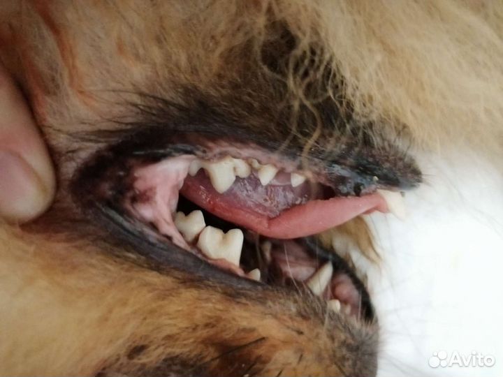 Льготная кастрация и стерилизация