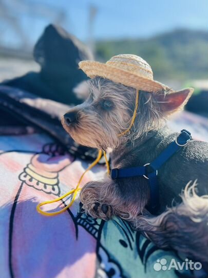 Йоркширский терьер вязка мальчик