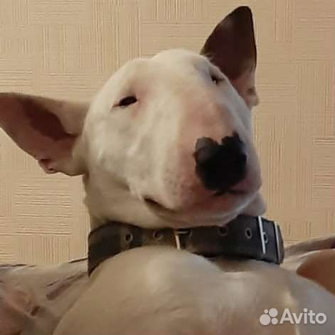 Кобель Белого Стандартного Бультерьера.вязка