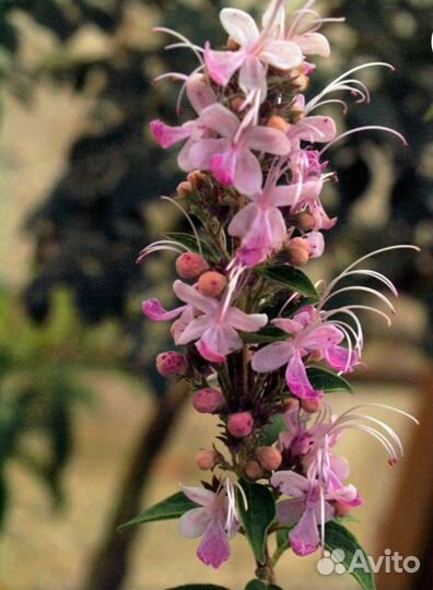 Клеродендрум