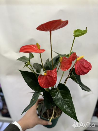 Антуриум микс